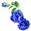 Butterfly Pea Seeds, Blue Queen 