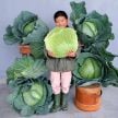 Cabbage Seeds, Premium Late Flat Dutch 