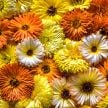 Calendula Seeds, Pacific Beauty Mix 