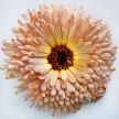 Calendula Seeds, Strawberry Blonde 