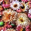 Calendula Seeds, Strawberry Blonde 