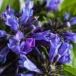 Catmint Seeds, Dark Blue Panther 