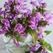 Catmint Seeds, Pink Panther 