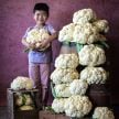 Cauliflower Seeds, Amazing 