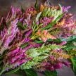 Celosia Seeds, Rainbow Sherbet Mix