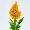 Celosia Seeds, Yachiyo Kinpou