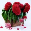 Celosia Seeds, Tornado Red Cockscomb