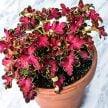 Coleus Seeds, Colocha Rose 