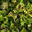 Coleus Seeds, Folia Mosaic