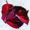 Coleus Seeds, Folia Sunset