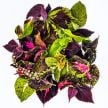 Coleus Seeds, Pinto Mix 