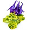 Columbine Seeds, Leprechaun Gold