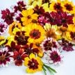 Coreopsis Seeds, Incredible Dwarf Mix 