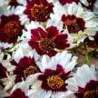 Coreopsis Seeds, Incredible Swirl 