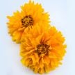 Coreopsis Seeds, Yellow Fully Double