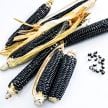 Corn Seeds, Sehsapsing Delaware Black Flint