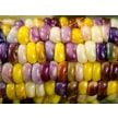 Wade's Giant Indian Flint Corn