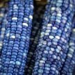 Corn Seeds, Hopi Turquoise