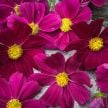 Cosmos Seeds, Candyfloss Red 