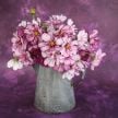 Cosmos Seeds, Fizzy Rose Picotee 