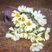 Cosmos Seeds, Japanese Kiiro 