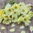 Cosmos Seeds, Xanthos 