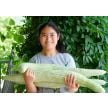 Cucumber Seeds, Armenian Yard-Long 