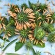 Lion's Ear Seeds
