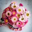 Daisy Seeds, Pink Shades Paper