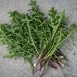 Dandelion Seeds, French 