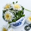 Dandelion Seeds, Japanese White 