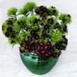 Dianthus Seeds, Black Adder