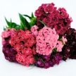 Dianthus Seeds, Flora Mix