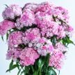 Dianthus Seeds, Flora Pearl Appleblossom