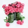 Dianthus Seeds, Flora Pearl Salmon