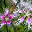 Dianthus Seeds, Rainbow Loveliness 
