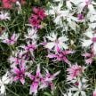 Dianthus Seeds, Spooky Mix