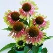Echinacea Seeds, Green Twister