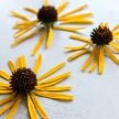 Echinacea Seeds, Ozark Yellow Coneflower 