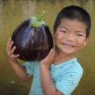 Eggplant Seeds, Aswad 