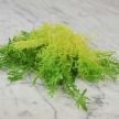 Endive Seeds, De Louviers
