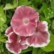 Morning Glory Seeds, Chocolate 