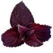 Coleus Seeds, Folia Velvet