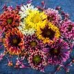 Gaillardia Seeds, Double Sunset 