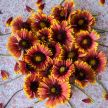 Gaillardia Seeds, Indian Blanket