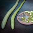 Gourd Seeds, Serpente De Sicilia Cucuzzi (Edible)