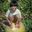 Gourd Seeds, Giant Bushel Basket 