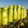 Gourd Seeds, Giant Zucca Melon (Edible) 
