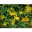 Saint John's Wort Seeds