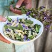 Sage Seeds, Broad Leaf